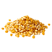 Насіння кукурудзи (кукурудза) фото